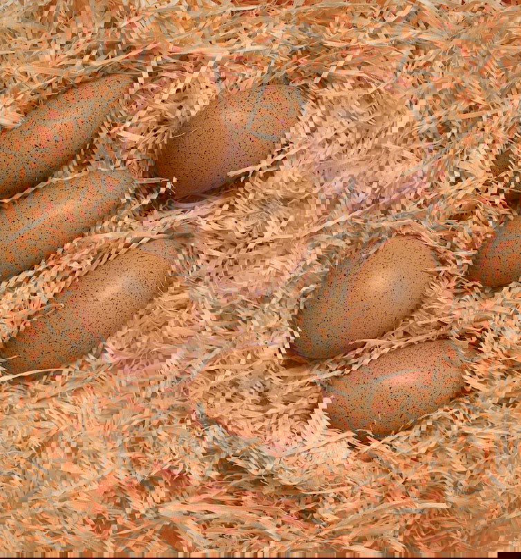 Skynjunar Hristuegg (6 í setti) - Pláneta - Skynjunarleikur - 